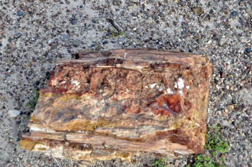 Petrified Logs at Blue Mesa in the Petrified Forest